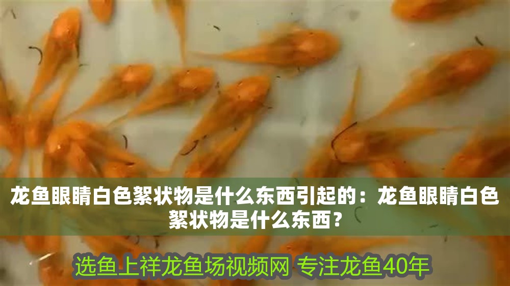 龍魚眼睛白色絮狀物是什么東西引起的：龍魚眼睛白色絮狀物是什么東西？