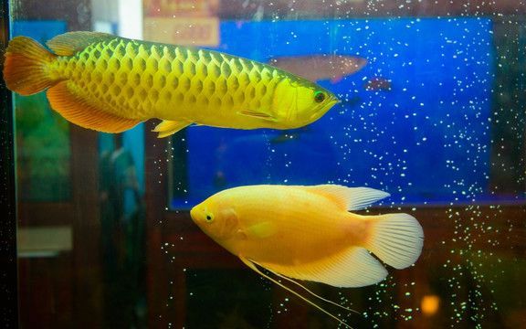 水族箱里金龍魚比招財(cái)魚少24條：水族箱里金龍魚比招財(cái)魚少24條招財(cái)魚少24條