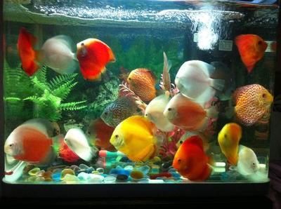 養金龍魚最佳溫度是多少合適：金龍魚的適宜水溫是多少 養金龍魚最佳溫度是多少合適：金龍魚的適宜水溫是多少 龍魚百科 第3張