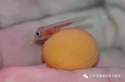 龍魚孵化全過程：金龍魚的孵化過程