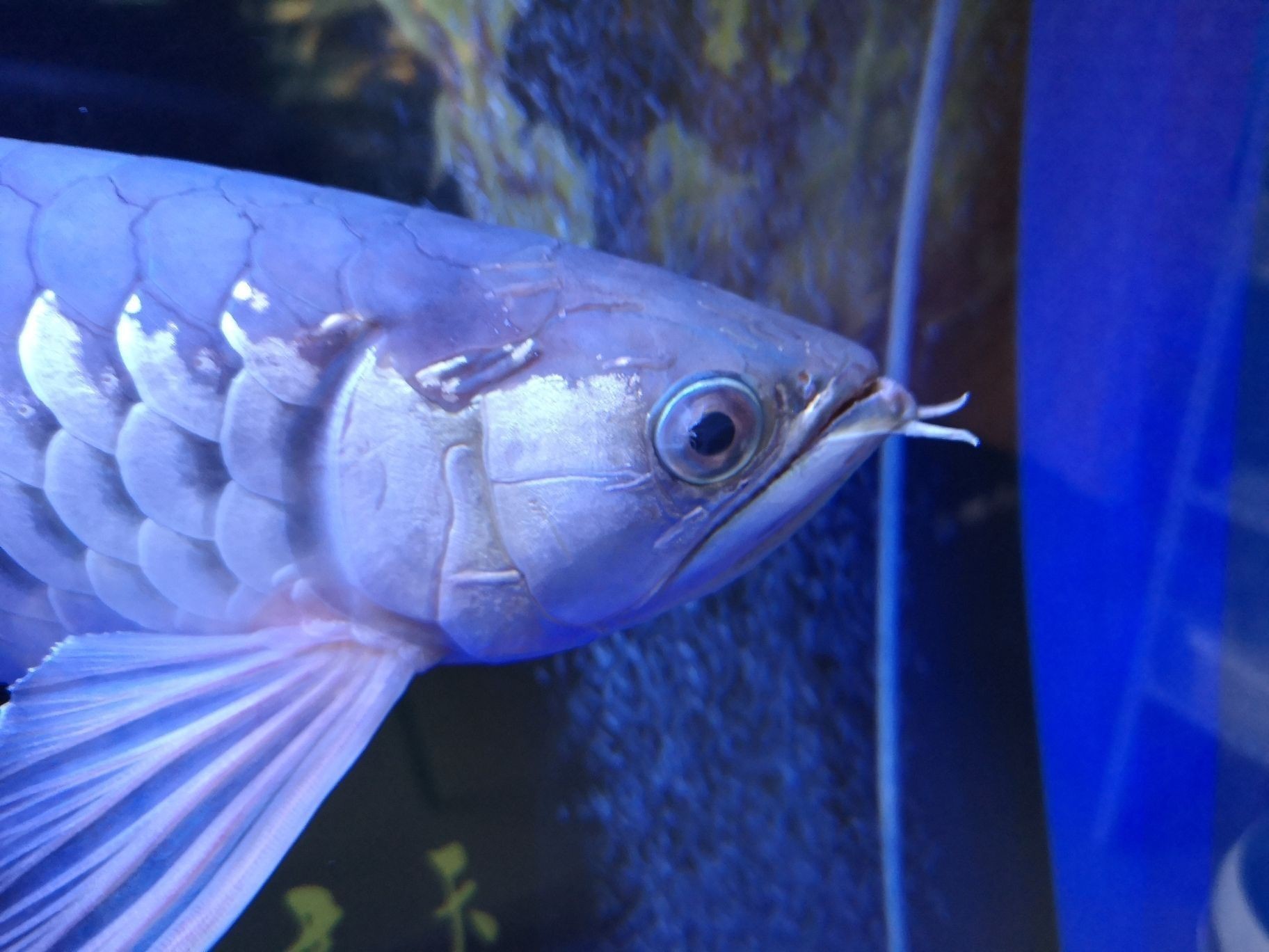 龍魚身上有小白點(diǎn)是什么原因：龍魚身上小白點(diǎn)可能是其他疾病的癥狀