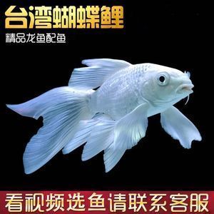 蝴蝶龍魚價(jià)格多少（蝴蝶魚價(jià)格-最新蝴蝶魚價(jià)格、批發(fā)報(bào)價(jià)、價(jià)格大全）