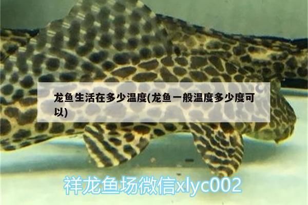 龍魚屬于冷水魚還是熱帶魚：龍魚是屬于冷水魚還是熱帶魚