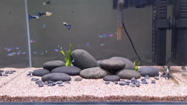 鵝卵石魚缸造景圖片擺法視頻（如何選擇合適的鵝卵石水族箱造景創意設計案例）