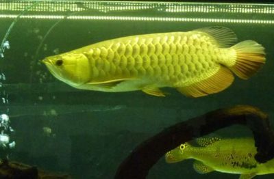 金龍魚市場行情趨勢：金龍魚市場行情分析：市場情緒低迷