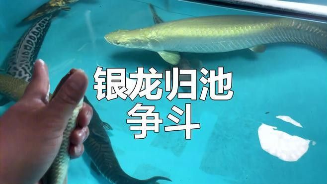 銀龍魚要養幾條好
