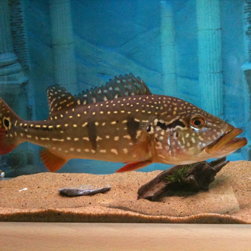 金目麗魚