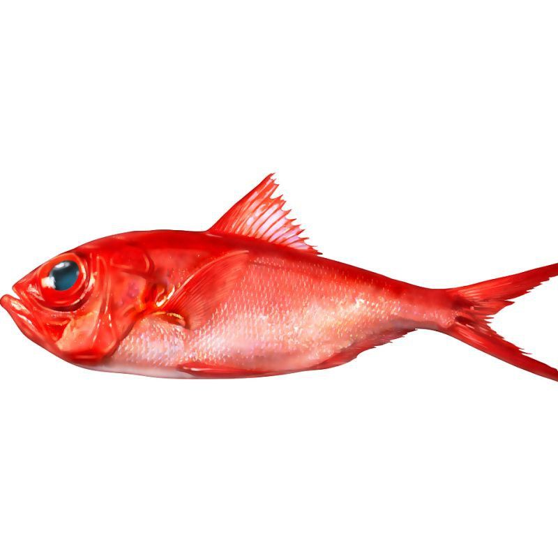 金目麗魚