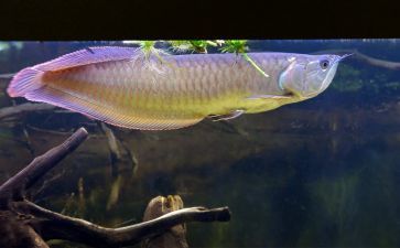 七彩和龍魚一起養嗎好嗎：七彩神仙魚和龍魚可以一起養嗎 七彩和龍魚一起養嗎好嗎：七彩神仙魚和龍魚可以一起養嗎 龍魚百科 第3張