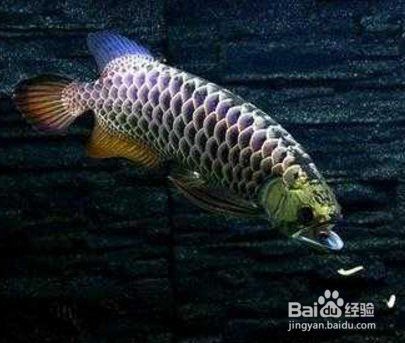 藍底金龍不藍最簡單處理方法