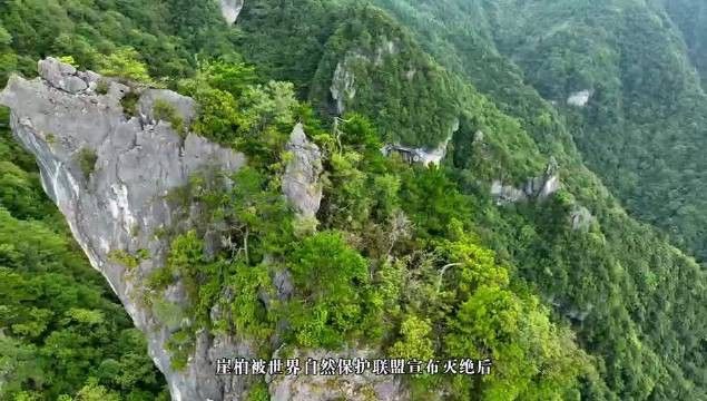 崖柏和黑檀木哪個更稀有？