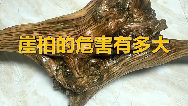 崖柏和黑檀木哪個更稀有？