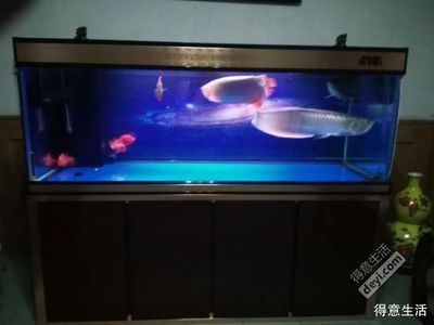 龍魚之巔魚缸制作：《龍魚之巔魚缸制作詳情》 龍魚之巔魚缸制作：《龍魚之巔魚缸制作詳情》 龍魚百科 第1張