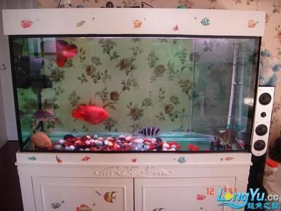 龍魚之巔魚缸制作：《龍魚之巔魚缸制作詳情》 龍魚之巔魚缸制作：《龍魚之巔魚缸制作詳情》 龍魚百科 第2張
