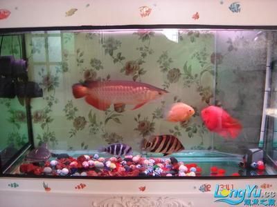 龍魚之巔魚缸制作：《龍魚之巔魚缸制作詳情》 龍魚之巔魚缸制作：《龍魚之巔魚缸制作詳情》 龍魚百科 第5張