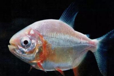 紅眼白子銀版魚疾病預防方法：紅眼白子銀版魚最佳飼料選擇,紅眼白子銀版魚混養(yǎng)注意事項