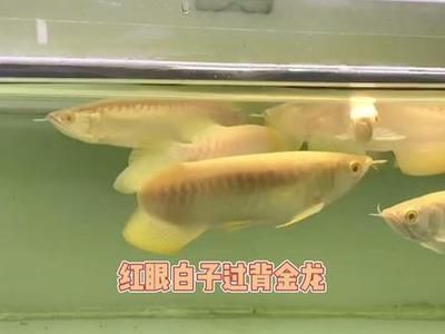 紅眼白子銀版魚疾病預防方法：紅眼白子銀版魚最佳飼料選擇,紅眼白子銀版魚混養(yǎng)注意事項