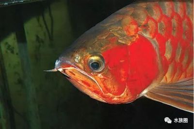 龍魚眼睛有白斑：龍魚眼睛出現(xiàn)白斑可能是由多種因素引起的