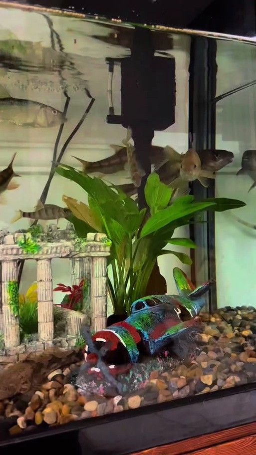 石斑恐龍魚可以混養什么品種好