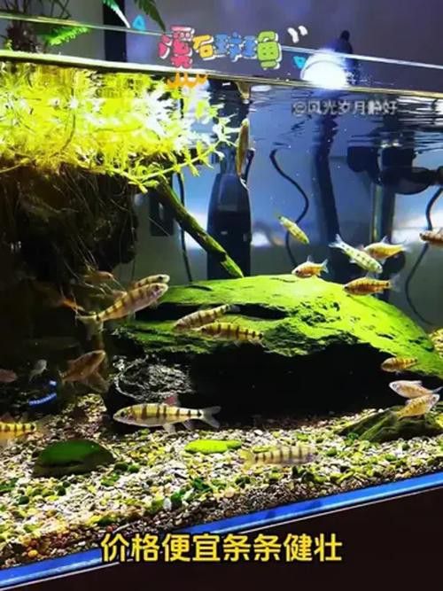 石斑恐龍魚可以混養(yǎng)什么品種好