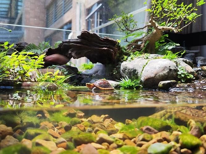 石斑恐龍魚可以混養(yǎng)什么品種好