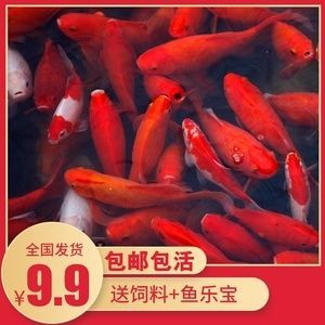 紅龍魚吃鯽魚吧：紅龍魚吃鯽魚的注意事項 紅龍魚吃鯽魚吧：紅龍魚吃鯽魚的注意事項 龍魚百科 第4張