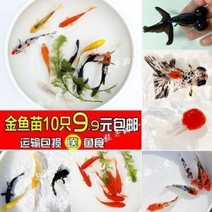 紅龍魚吃鯽魚吧：紅龍魚吃鯽魚的注意事項 紅龍魚吃鯽魚吧：紅龍魚吃鯽魚的注意事項 龍魚百科 第2張