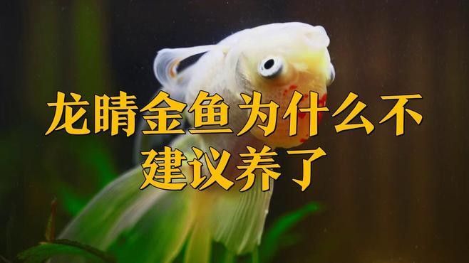 龍睛魚有哪些常見疾病？