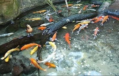 龍魚換水后不吃怎么辦（龍魚換水后不吃食可能由多種因素引起搜索結果總結的原因及解決方法）