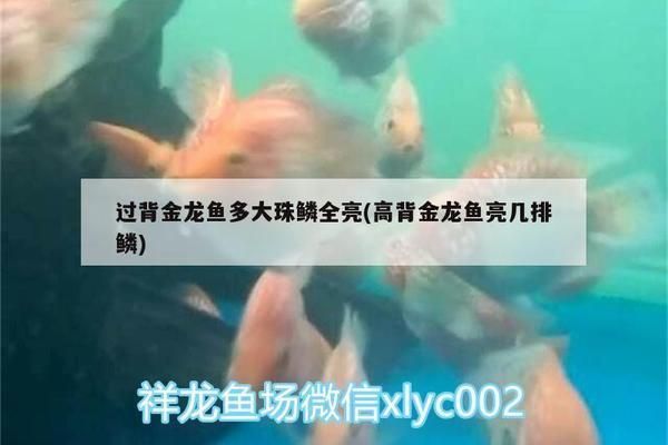 高背金龍魚亮幾排鱗（如何鑒別高背金龍魚） 高背金龍魚亮幾排鱗（如何鑒別高背金龍魚） 龍魚百科 第2張