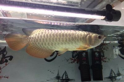龍魚掉眼怎么辦：關于龍魚掉眼的問題