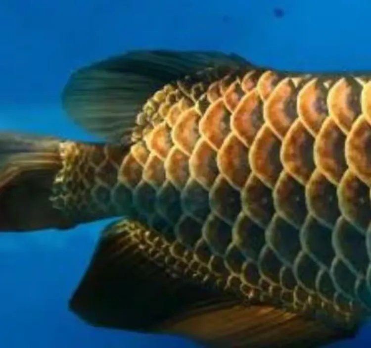 金龍魚高背