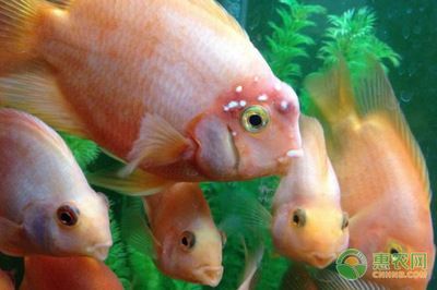 金龍魚可以和鸚鵡魚混養嗎：金龍魚和鸚鵡魚可以混養嗎金龍魚可以和鸚鵡魚混養嗎