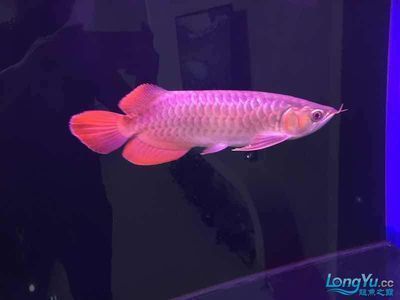 觀賞龍魚吃什么食物最好：觀賞龍魚吃什么食物最好觀賞龍魚吃什么最好 觀賞龍魚吃什么食物最好：觀賞龍魚吃什么食物最好觀賞龍魚吃什么最好 龍魚百科 第2張