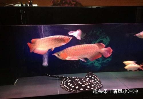 海南養龍魚需要加溫不加氧嗎