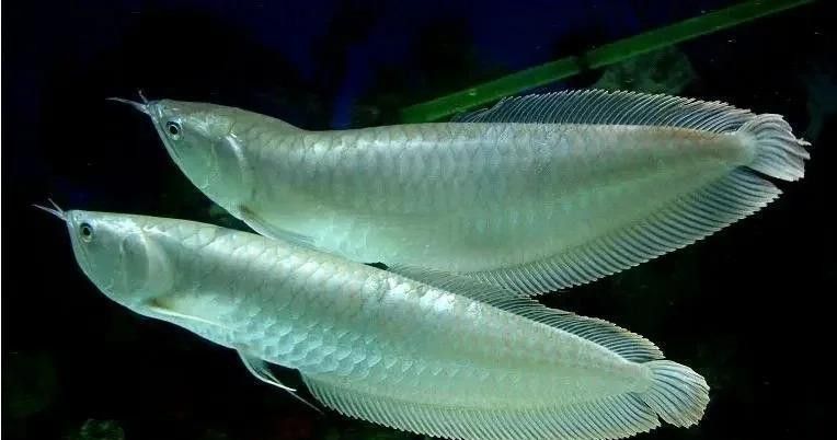 海南養龍魚需要加溫不加氧嗎