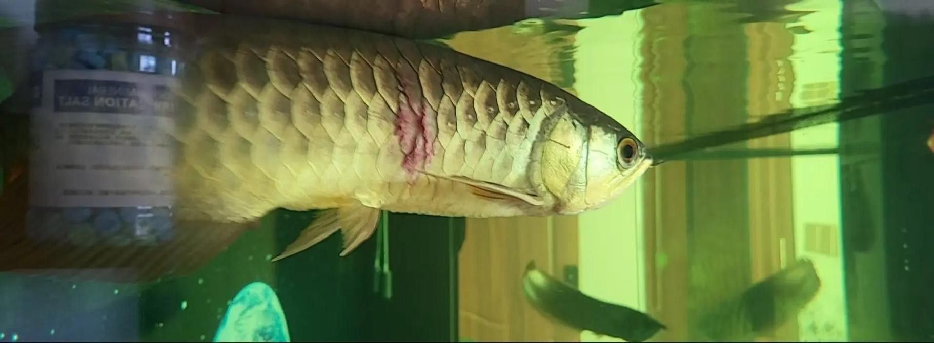 金龍魚可以和紅龍魚一起養嗎圖片