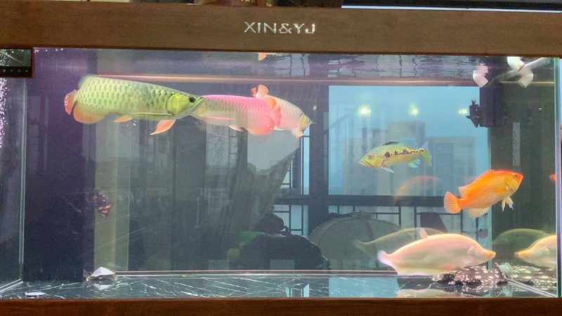 金龍魚可以和紅龍魚一起養嗎圖片