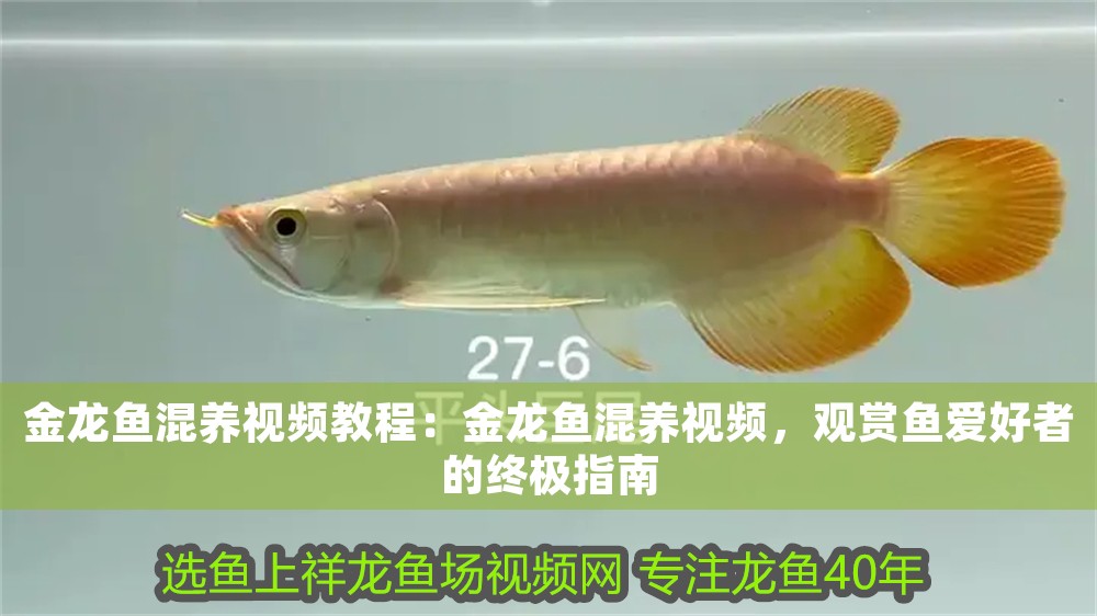 金龍魚混養視頻教程：金龍魚混養視頻，觀賞魚愛好者的終極指南
