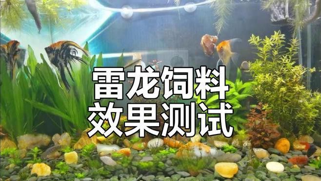 如何判斷雷龍魚(yú)是否成功吞餌？ 如何判斷雷龍魚(yú)是否成功吞餌？ 龍魚(yú)百科 第2張