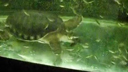 龍魚飛鳳魚虎魚豬鼻龜混養(yǎng) 龍魚飛鳳魚虎魚豬鼻龜混養(yǎng) 龍魚百科 第2張