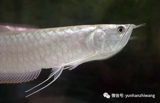 銀龍魚壽命一般是多長啊圖片