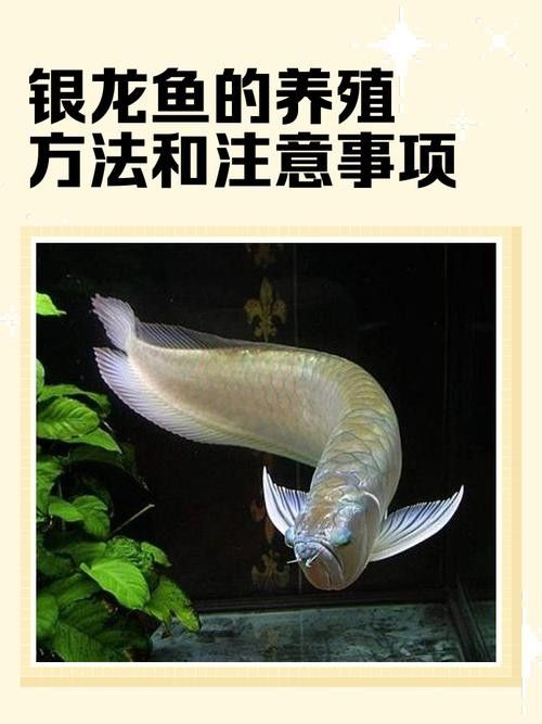 銀龍魚壽命一般是多長啊圖片