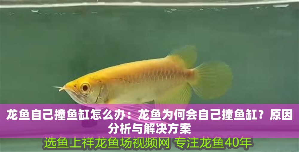 龍魚自己撞魚缸怎么辦：龍魚為何會自己撞魚缸？原因分析與解決方案