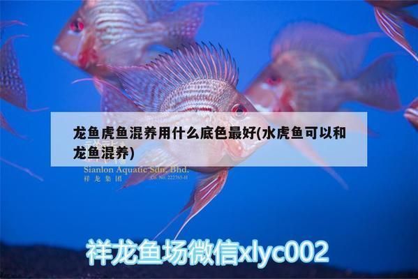 龍魚虎魚混養用什么底色最好：龍魚和虎魚混養用什么底色最好