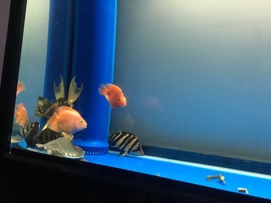 龍魚虎魚混養用什么底色最好：龍魚和虎魚混養用什么底色最好