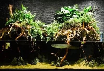 龍魚造景缸：如何維護龍魚造景缸生態平衡，龍魚造景缸內裝飾品推薦