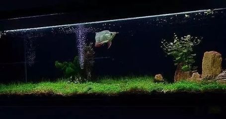 龍魚造景缸：如何維護龍魚造景缸生態平衡，龍魚造景缸內裝飾品推薦