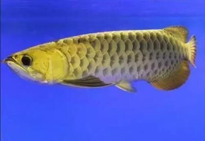 金龍魚苗吃什么食物【金龍魚苗的天然食物種類較為豐富，金龍魚苗的營養(yǎng)價值】 金龍魚苗吃什么食物【金龍魚苗的天然食物種類較為豐富，金龍魚苗的營養(yǎng)價值】 龍魚百科 第5張