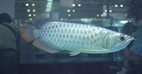 金龍魚苗吃什么食物【金龍魚苗的天然食物種類較為豐富，金龍魚苗的營養(yǎng)價值】 金龍魚苗吃什么食物【金龍魚苗的天然食物種類較為豐富，金龍魚苗的營養(yǎng)價值】 龍魚百科 第4張